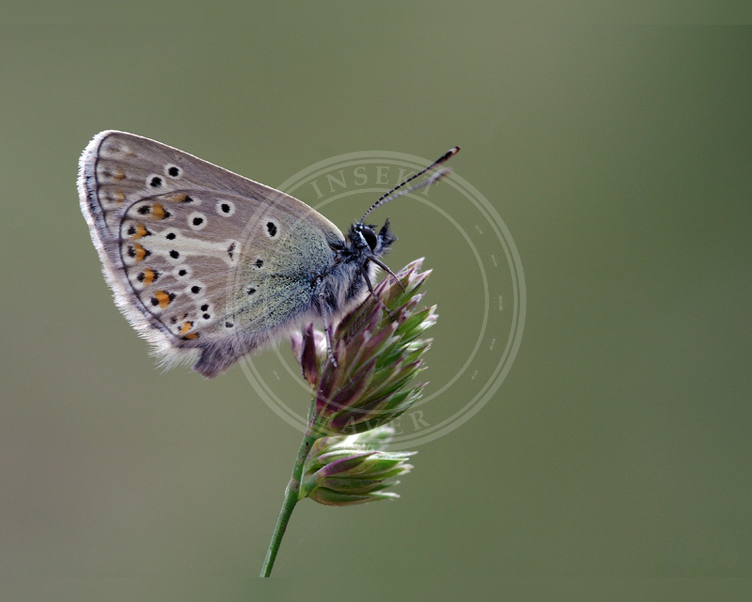 Her ses et billede af arten Chokoladebrun Blaafugl (Eumedonia eumedon). Fotoet er taget af Zeynel Cebeci og hentet fra Wikimedia Commons (CC BY-SA 3.0).