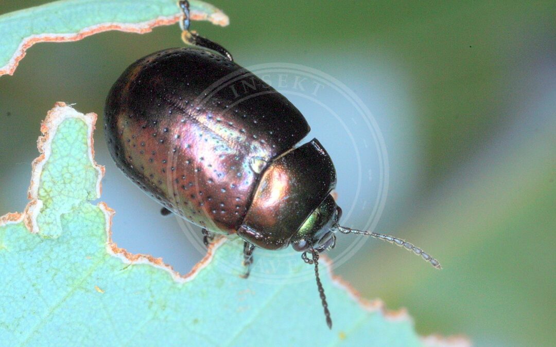 Her ses et billede af arten Chrysolina quadrigemina. Fotoet er taget af Martinlagerwey og hentet fra Wikimedia Commons (CC BY-SA 4.0).