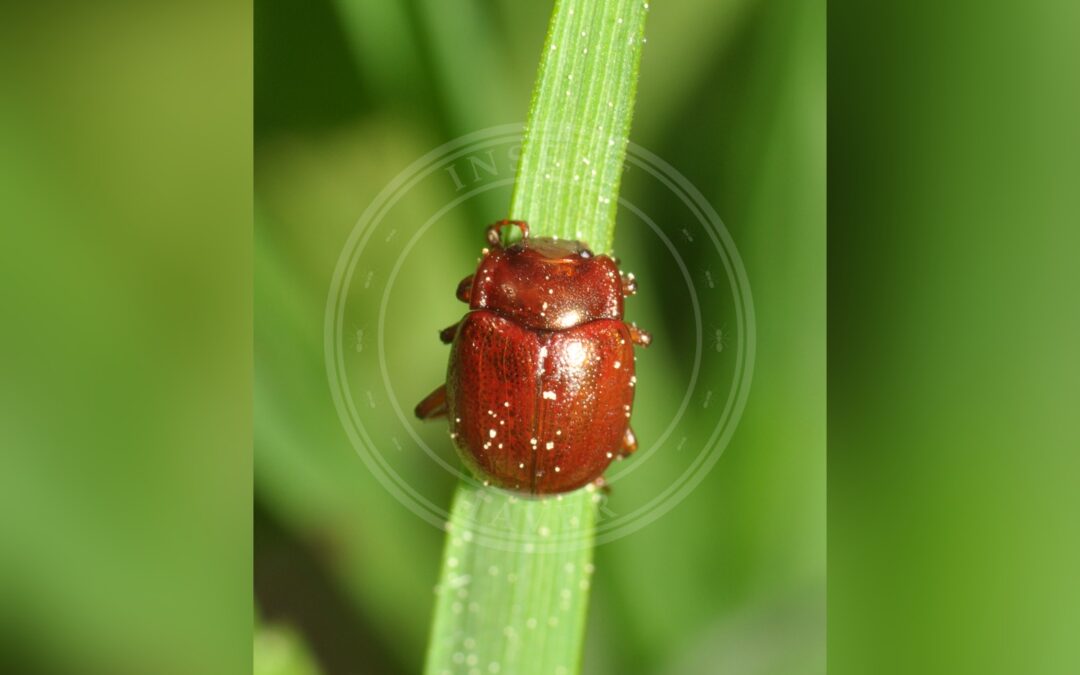 Her ses et billede af arten Chrysolina staphylaea. Fotoet er taget af Pavel Kirillov og hentet fra Wikimedia Commons (CC BY-SA 2.0).