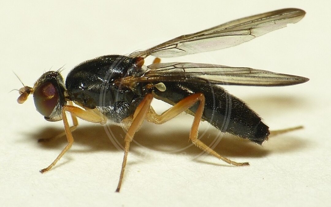 Her ses et billede af arten Chyliza leptogaster. Fotoet er taget af Dick Belgers (Waarneming.nl) og hentet fra Wikimedia Commons (CC BY 3.0).