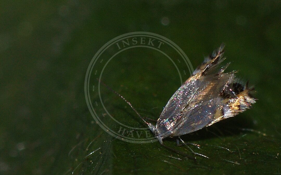 Her ses et billede af arten Cirkelminérmøl (Leucoptera malifoliella). Fotoet er taget af Ilia Ustyantsev og hentet fra Wikimedia Commons (CC BY-SA 2.0).