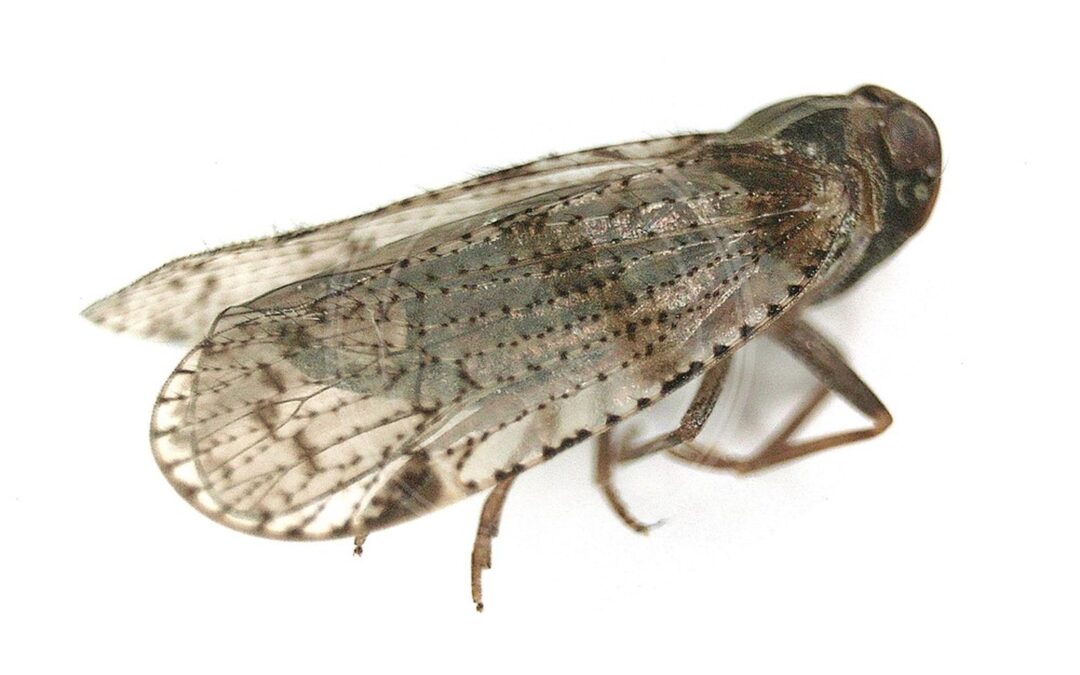 Her ses et billede af arten Cixius distinguendus. Fotoet er taget af B. Schoenmakers (Waarneming.nl) og hentet fra Wikimedia Commons (CC BY 3.0).