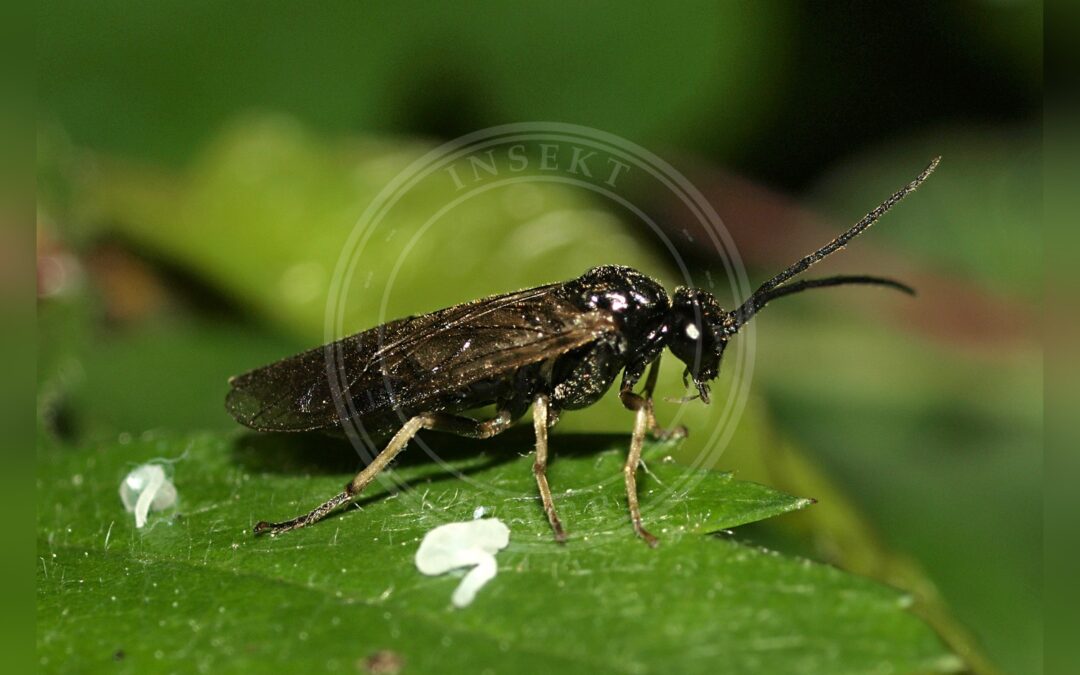 Her ses et billede af arten Cladius compressicornis. Fotoet er taget af Line Sabroe og hentet fra Wikimedia Commons (CC BY 2.0).