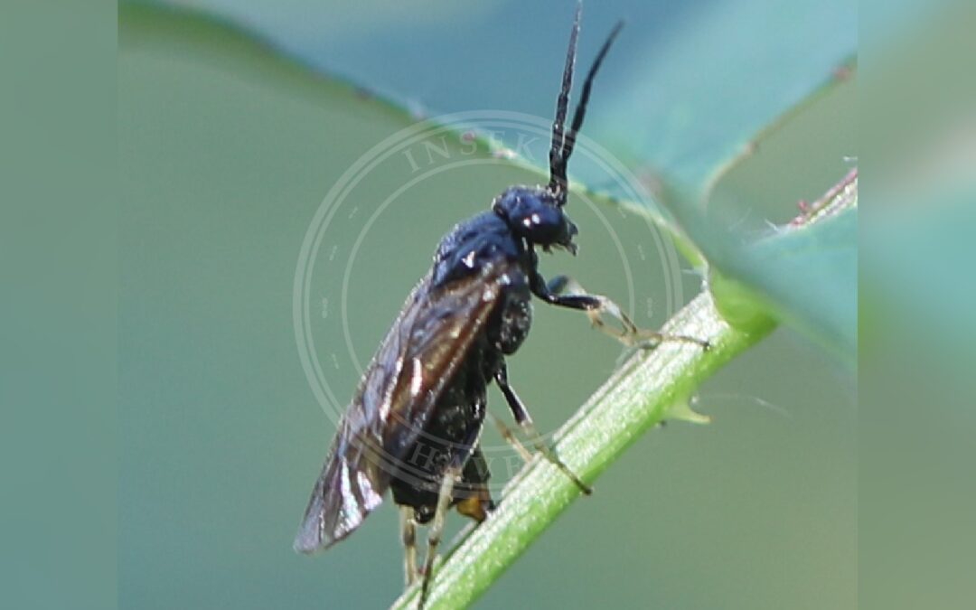 Her ses et billede af arten Cladius pectinicornis. Fotoet er taget af Ralf Huber og hentet fra Wikimedia Commons (CC BY-SA 4.0).