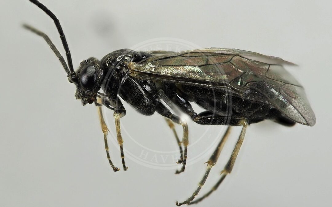 Her ses et billede af arten Claremontia tenuicornis. Fotoet er taget af Ian Andrews og hentet fra iNaturalist (CC-BY).