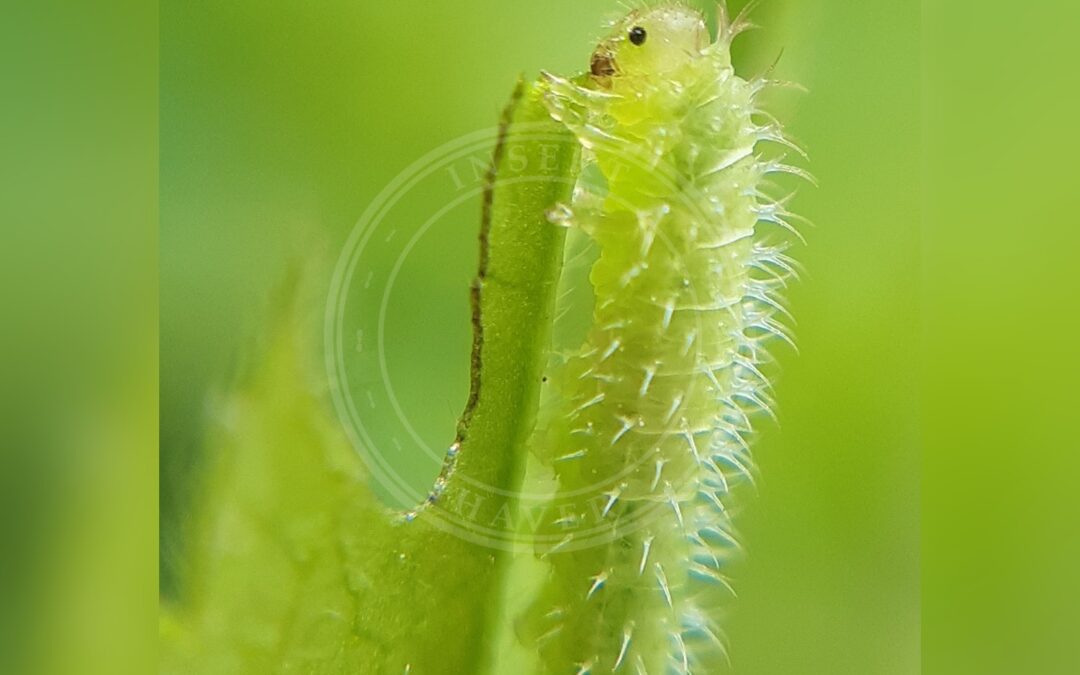Her ses et billede af en larve af arten Claremontia waldheimii. Fotoet er taget af Martin Scheuch og hentet fra iNaturalist (CC-BY).