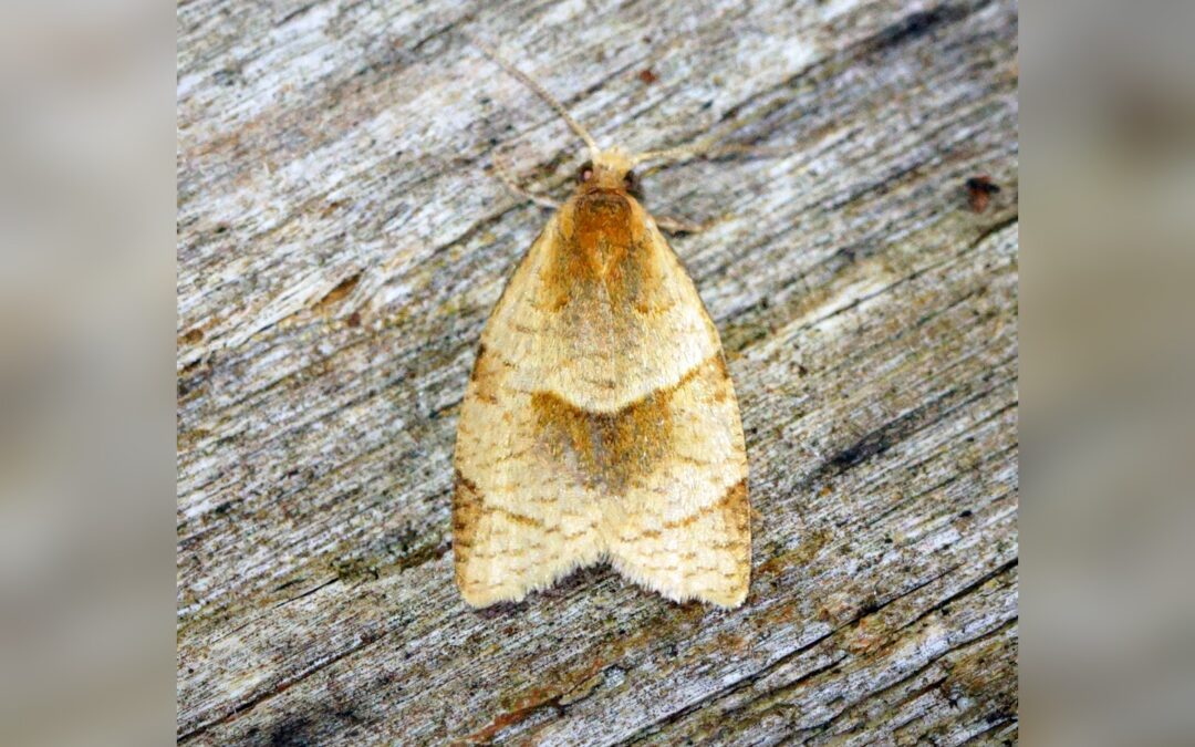 Clepsis rurinana – Clepsis rurinana