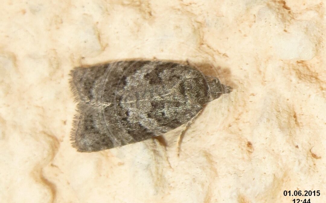 Her ses et billede af arten Cnephasia genitalana. Fotoet er taget af David Short og hentet fra Wikimedia Commons (CC BY 2.0).
