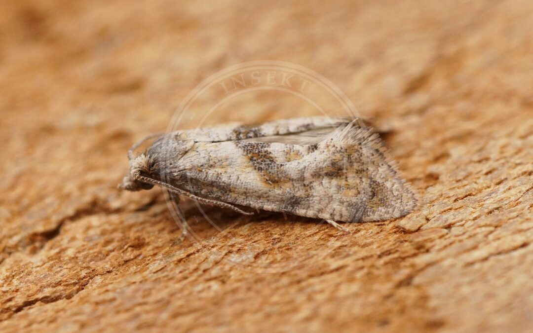 Cochylidia heydeniana – Cochylidia heydeniana