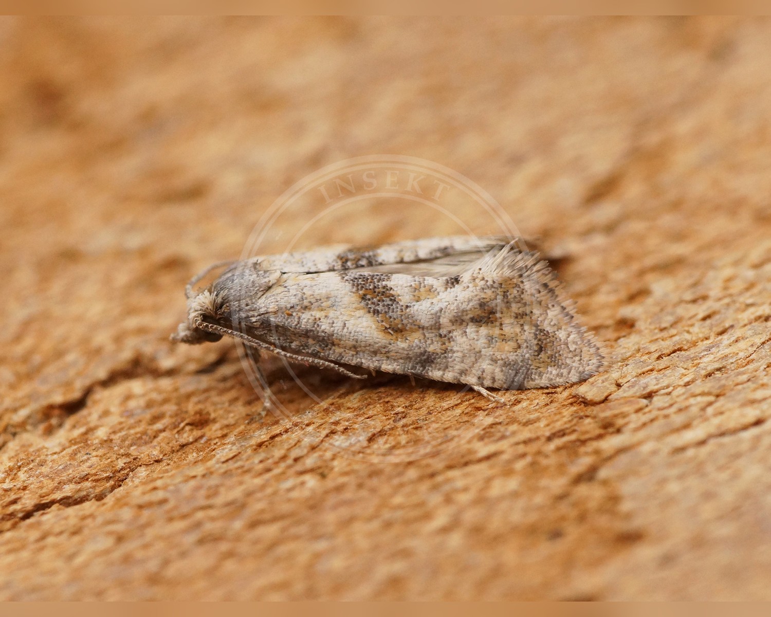 Her ses et billede af arten Cochylidia heydeniana. Fotoet er taget af Ben Sale og hentet fra Wikimedia Commons (CC BY 2.0).