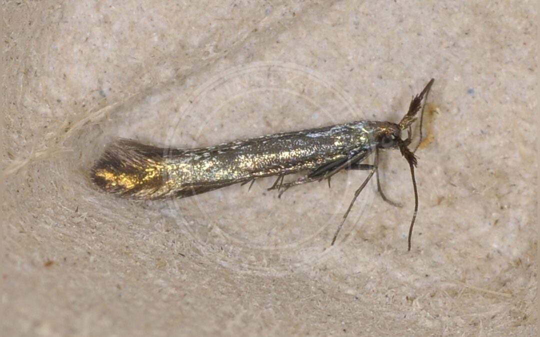 Her ses et billede af arten Coleophora albicans. Fotoet er taget af Per Furuseth og hentet fra GBIF (CC-BY).