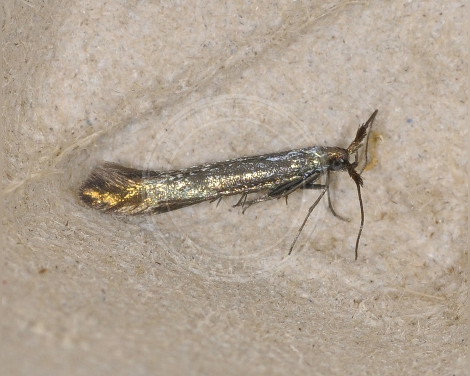 Her ses et billede af arten Coleophora albicans. Fotoet er taget af Per Furuseth og hentet fra GBIF (CC-BY).