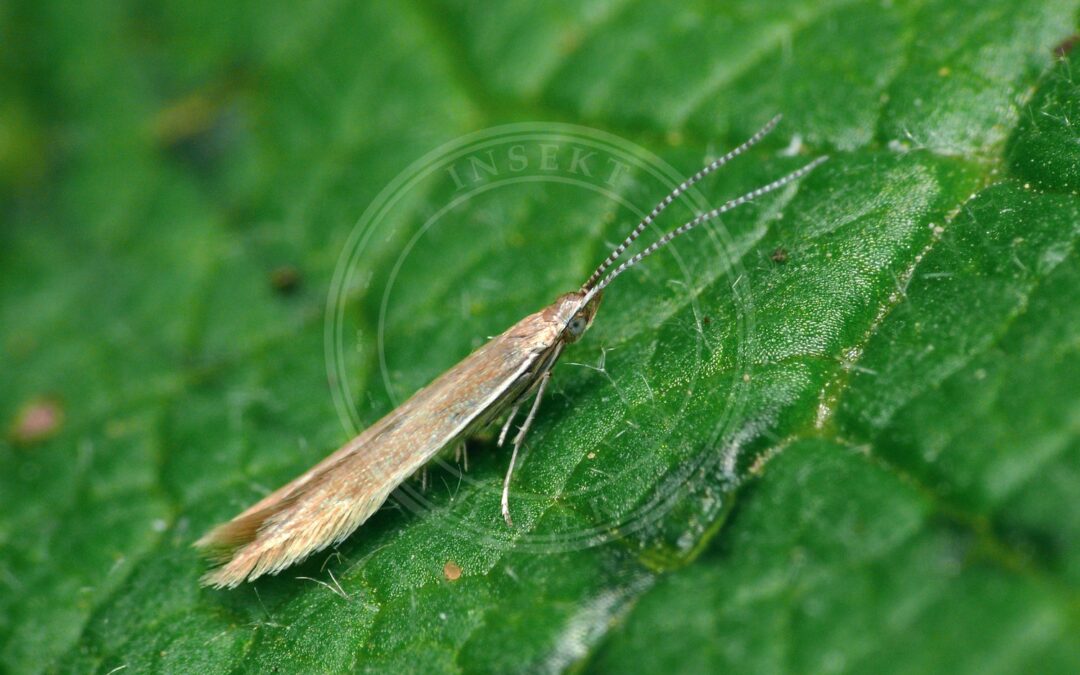 Her ses et billede af arten Coleophora caespititiella. Fotoet er taget af Patrick Clement og hentet fra Wikimedia Commons (CC BY 2.0).