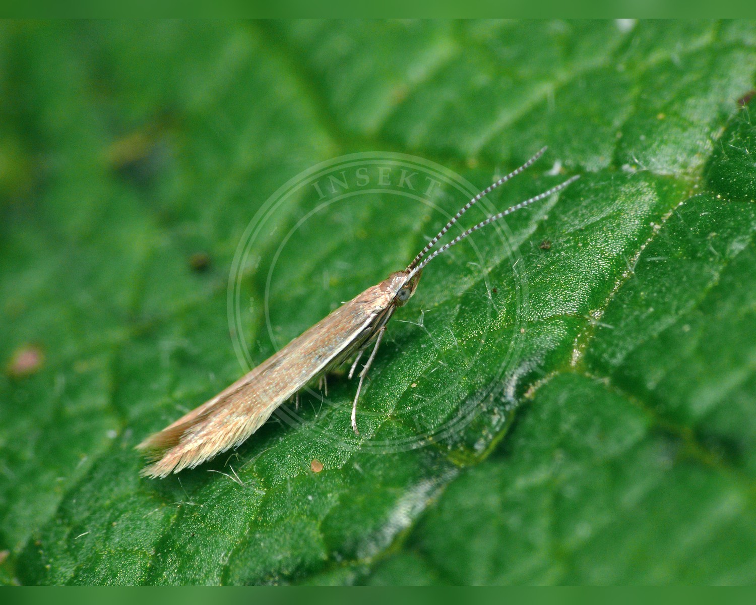 Her ses et billede af arten Coleophora caespititiella. Fotoet er taget af Patrick Clement og hentet fra Wikimedia Commons (CC BY 2.0).