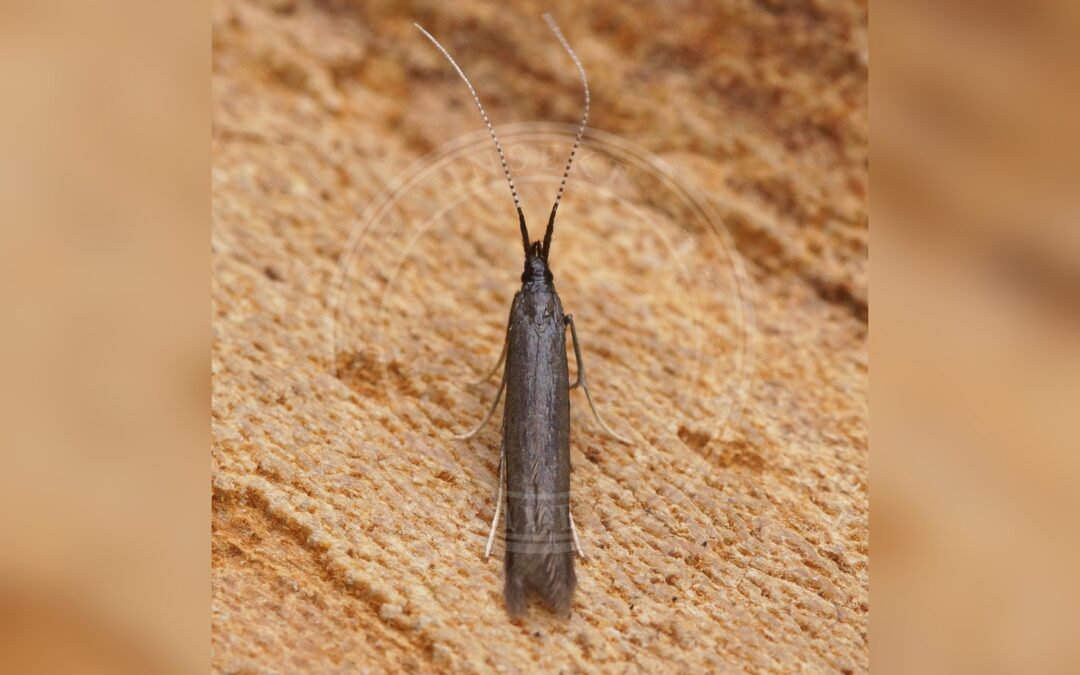 Her ses et billede af arten Coleophora albitarsella. Fotoet er taget af Ben Sale og hentet fra Wikimedia Commons (CC BY 2.0).