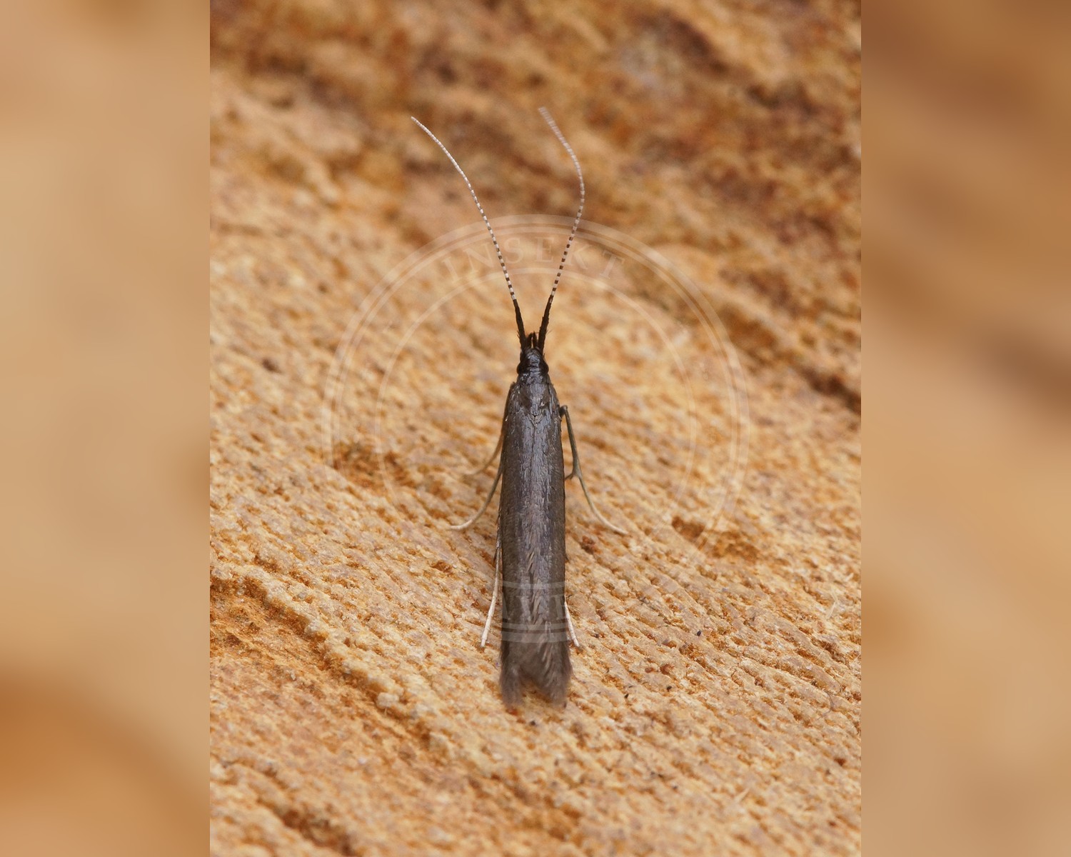 Her ses et billede af arten Coleophora albitarsella. Fotoet er taget af Ben Sale og hentet fra Wikimedia Commons (CC BY 2.0).