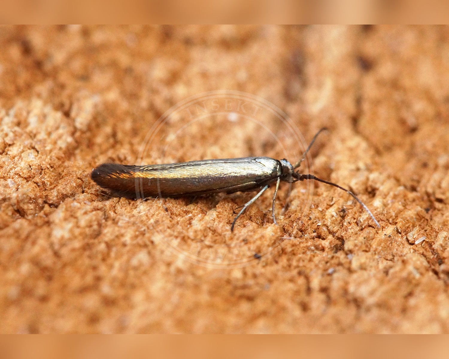 Her ses et billede af arten Coleophora alcyonipennella. Fotoet er taget af Ben Sale og hentet fra Wikimedia Commons (CC BY 2.0).