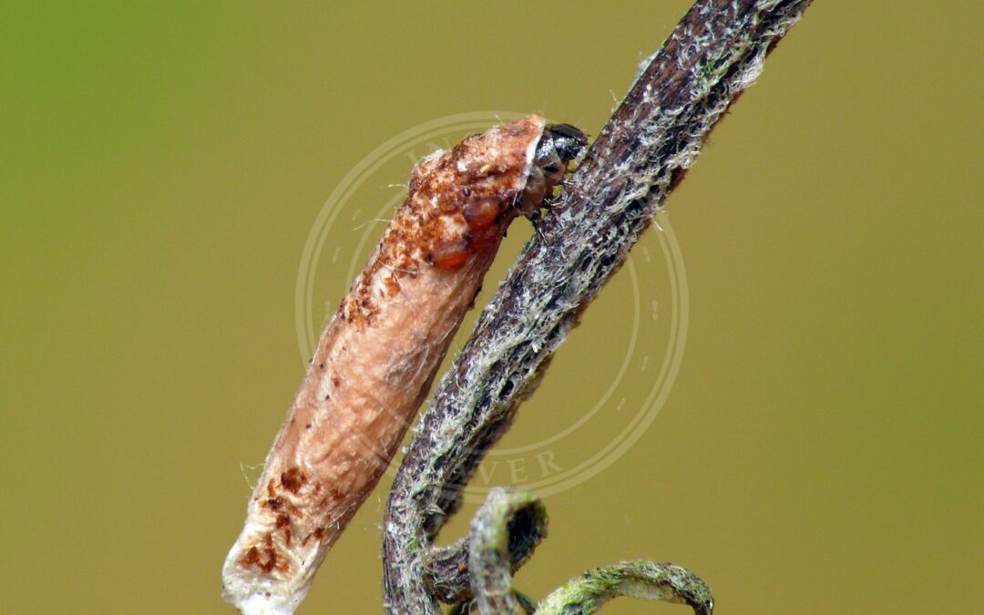 Coleophora alticolella – Coleophora alticolella