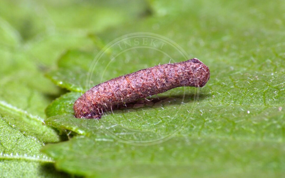 Her ses et billede af arten Coleophora badiipennella. Fotoet er taget af Patrick Clement og hentet fra Wikimedia Commons (CC BY 2.0).