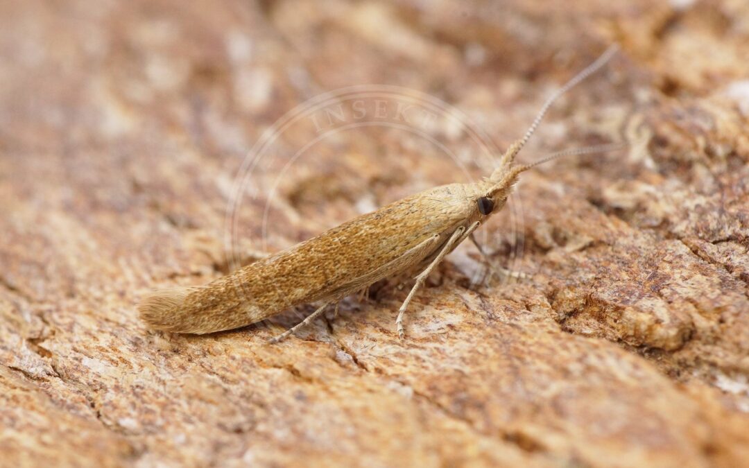 Her ses et billede af arten Coleophora clypeiferella. Fotoet er taget af Ben Sale og hentet fra Wikimedia Commons (CC BY 2.0).