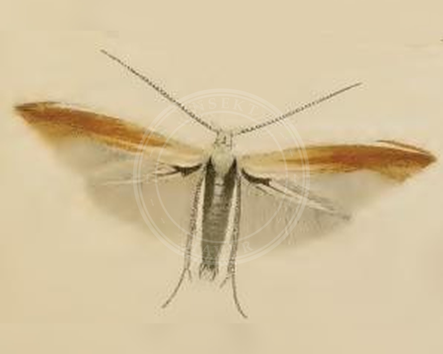 Her ses et billede af arten Coleophora colutella. Fotoet er taget af Stainton og hentet fra Wikimedia Commons (Public domain).