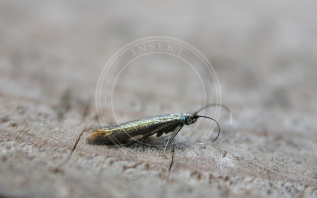 Her ses et billede af arten Coleophora frischella. Fotoet er taget af Donald Hobern og hentet fra Wikimedia Commons (CC BY 2.0).
