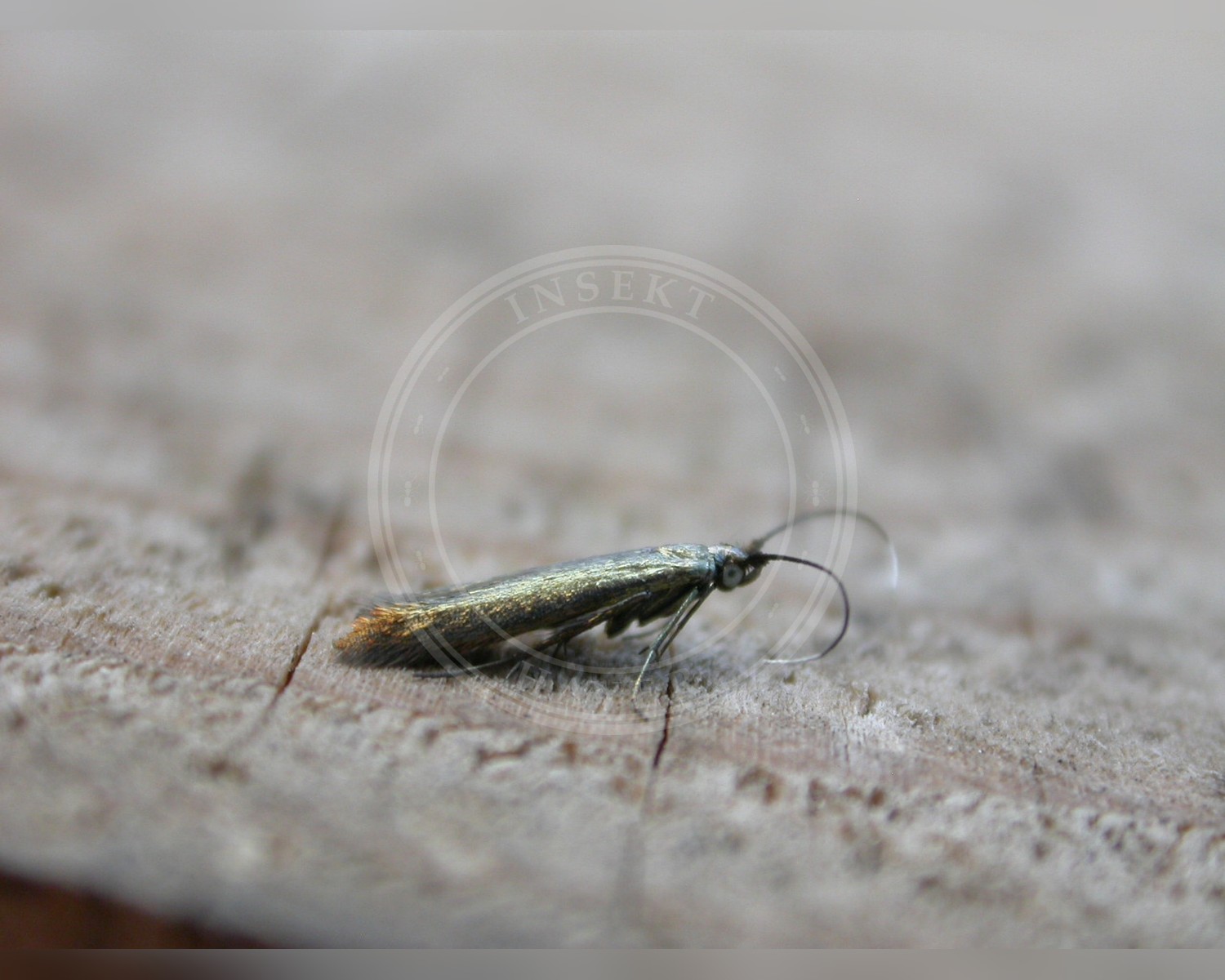 Her ses et billede af arten Coleophora frischella. Fotoet er taget af Donald Hobern og hentet fra Wikimedia Commons (CC BY 2.0).