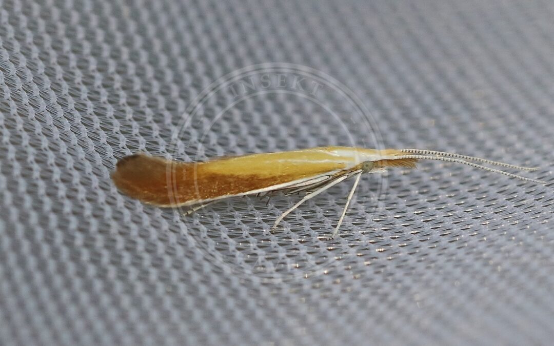Her ses et billede af arten Coleophora gallipennella. Fotoet er taget af The Norwegian Biodiversity Information Centre (NBIC) (Even Mjaaland) og hentet fra Wikimedia Commons (CC BY-SA 4.0).