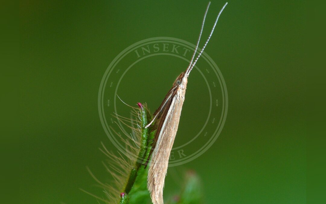 Coleophora glaucicolella – Coleophora glaucicolella