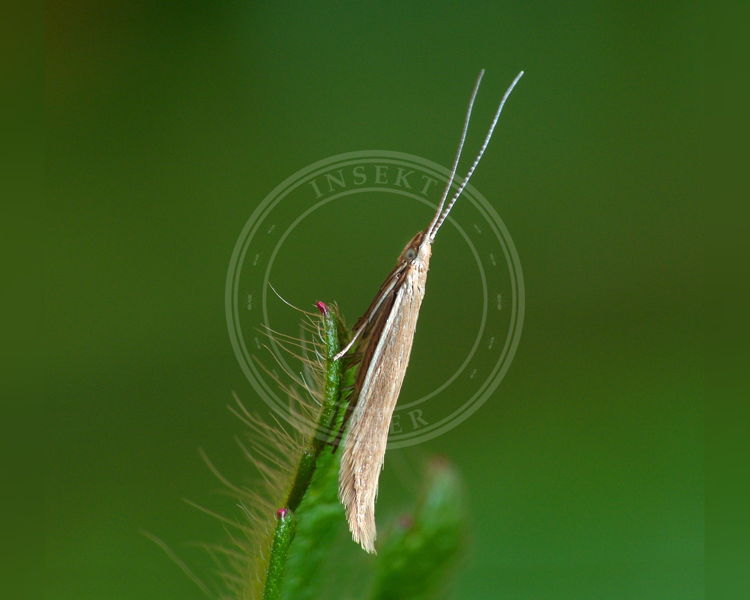 Her ses et billede af arten Coleophora glaucicolella. Fotoet er taget af Patrick Clement og hentet fra Wikimedia Commons (CC BY 2.0).