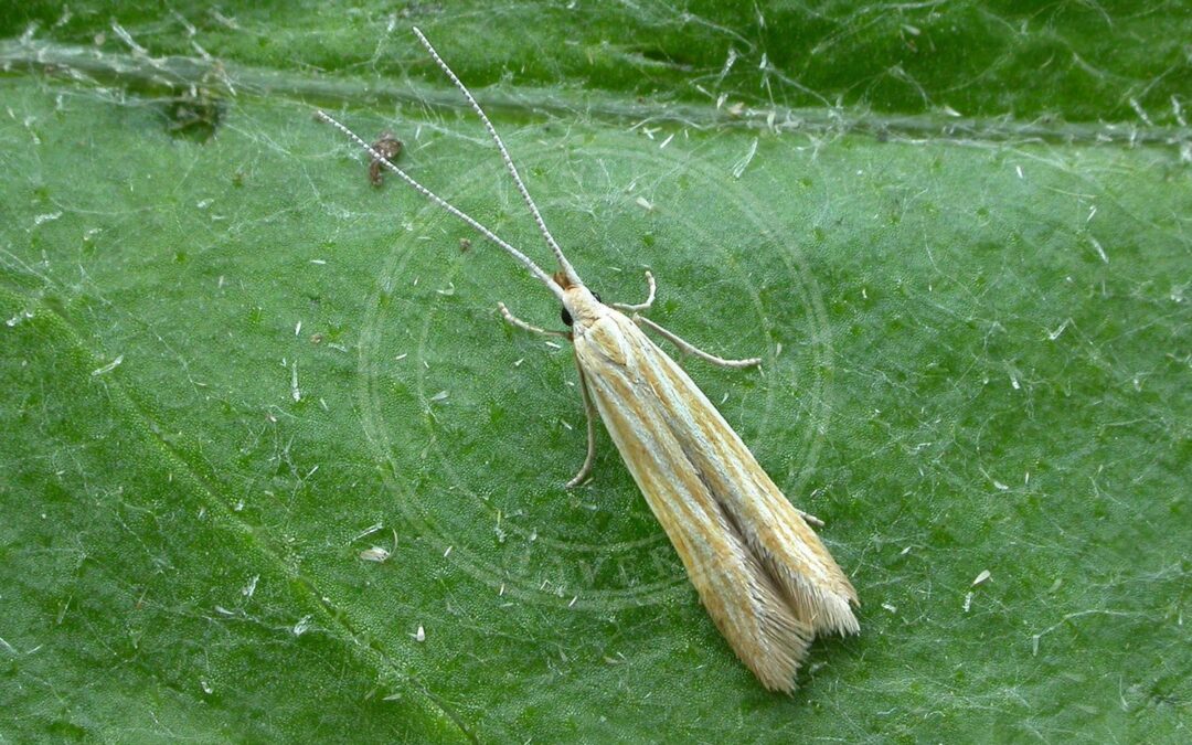 Coleophora lineolea – Coleophora lineolea
