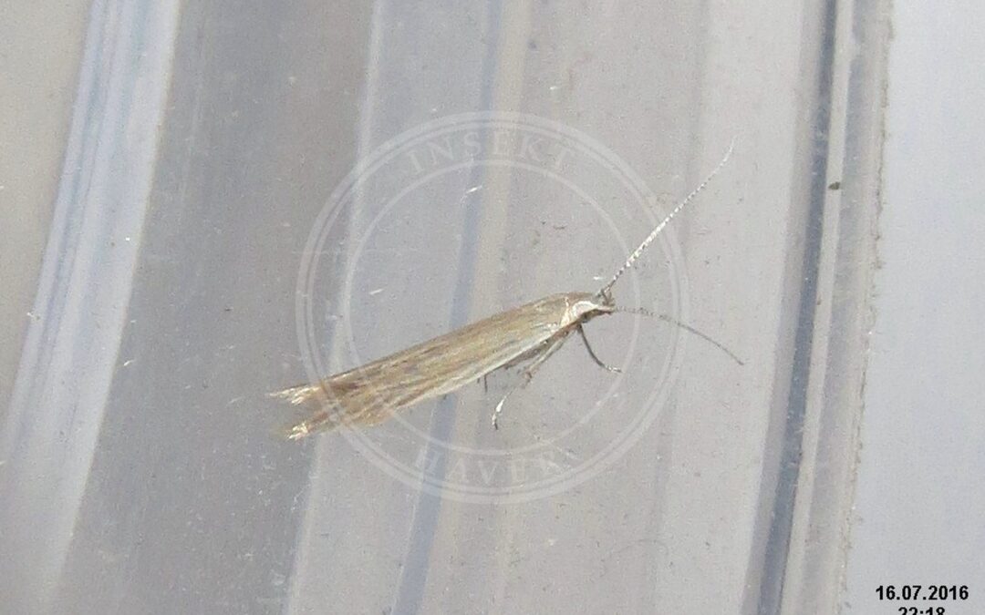 Coleophora lixella – Coleophora lixella