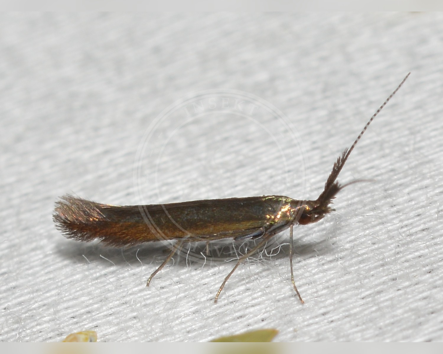 Her ses et billede af arten Coleophora mayrella. Fotoet er taget af Andy Reago & Chrissy McClarren og hentet fra Wikimedia Commons (CC BY 2.0).