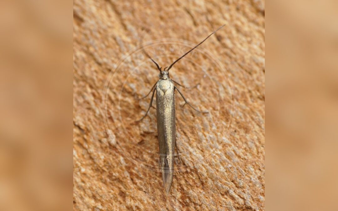 Coleophora paripennella – Coleophora paripennella