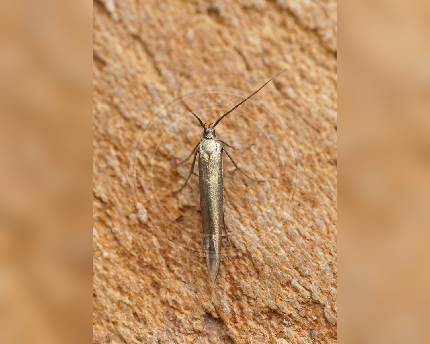 Her ses et billede af arten Coleophora paripennella. Fotoet er taget af Ben Sale og hentet fra Wikimedia Commons (CC BY 2.0).