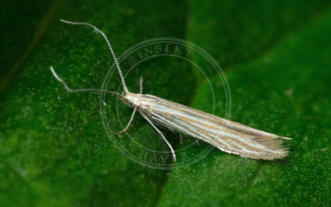 Coleophora peribenanderi – Coleophora peribenanderi