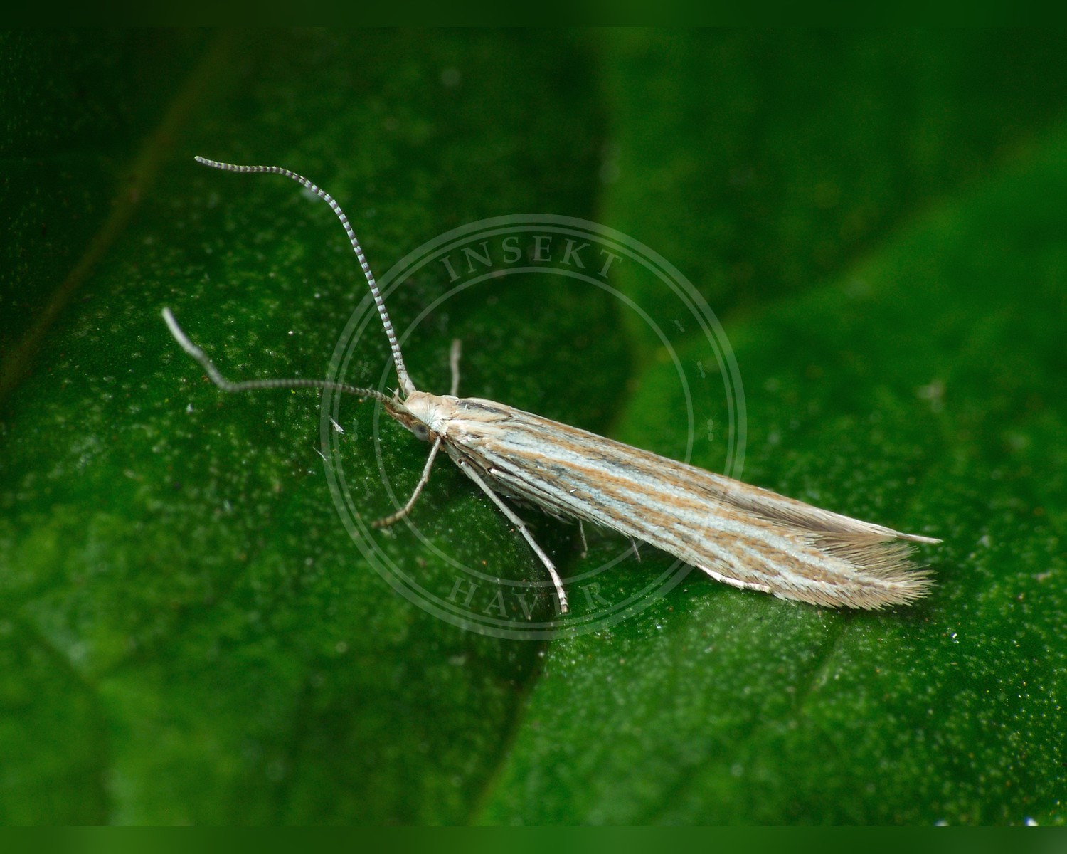 Her ses et billede af arten Coleophora peribenanderi. Fotoet er taget af Patrick Clement og hentet fra Wikimedia Commons (CC BY 2.0).