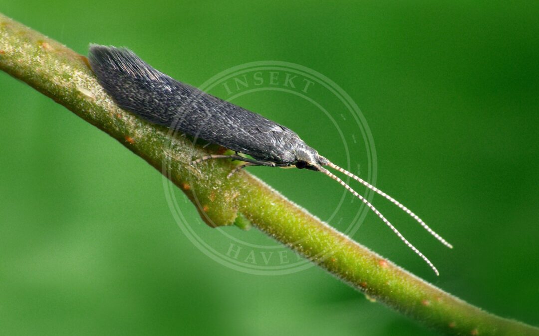 Coleophora prunifoliae – Coleophora prunifoliae