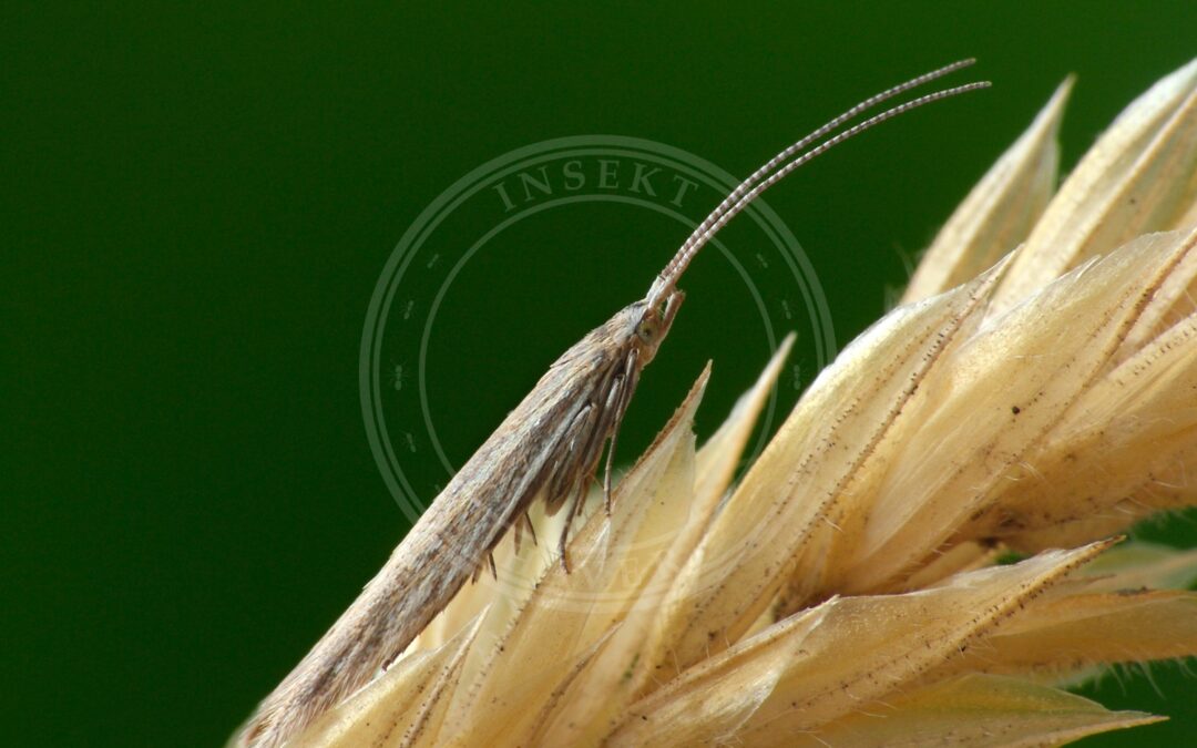 Coleophora saxicolella – Coleophora saxicolella