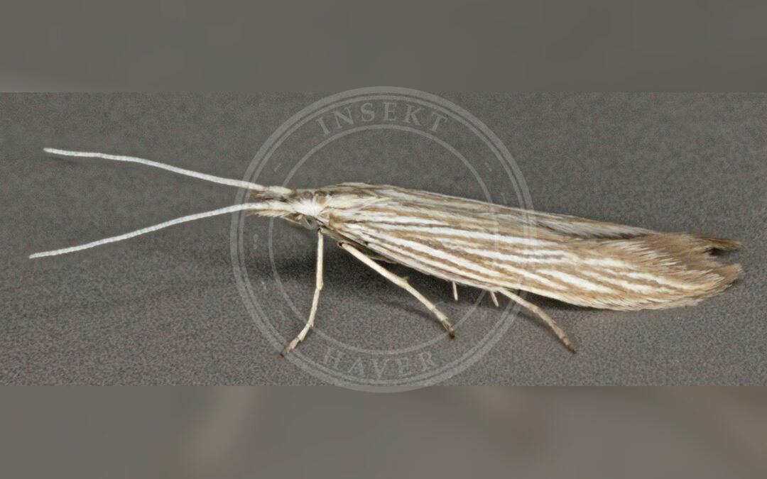 Coleophora serpylletorum – Coleophora serpylletorum