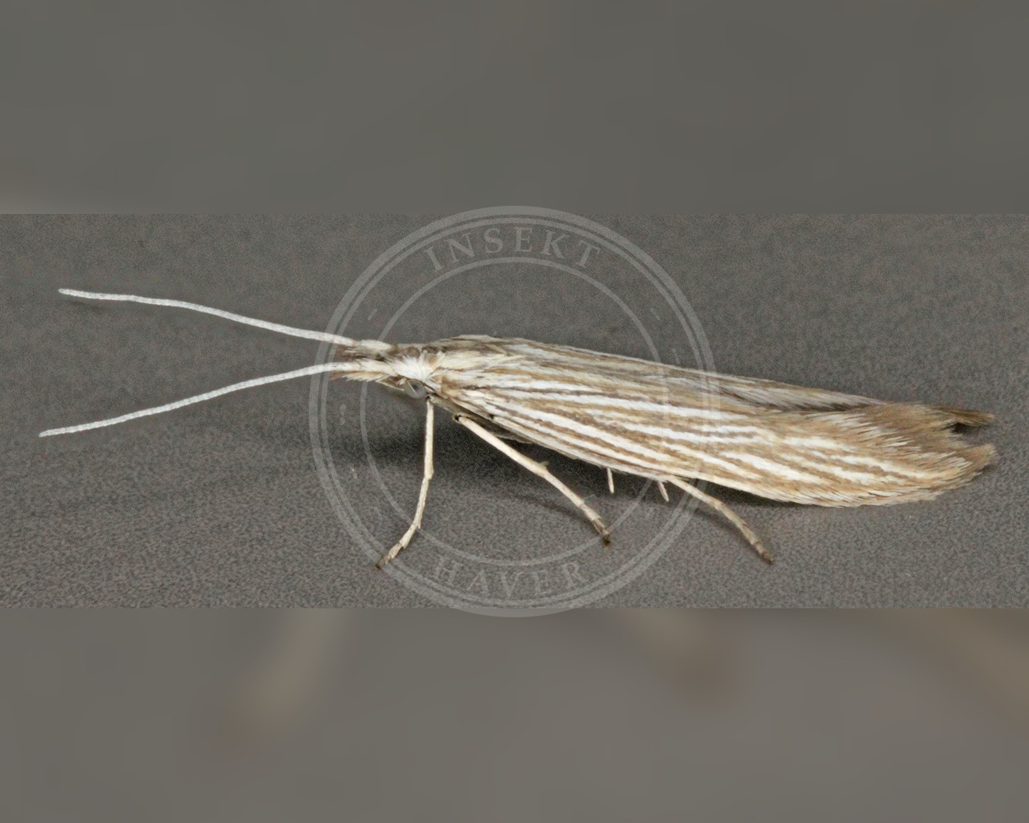 Her ses et billede af arten Coleophora serpylletorum. Fotoet er taget af Janet Graham og hentet fra Wikimedia Commons (CC BY 2.0).