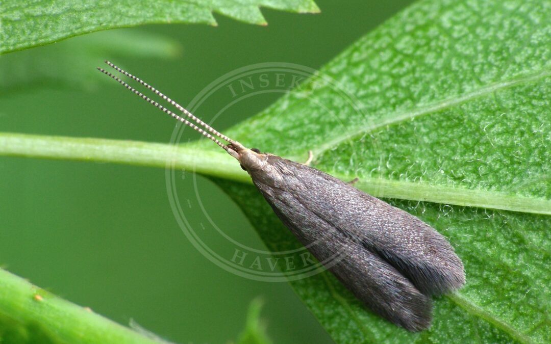 Her ses et billede af arten Coleophora spinella. Fotoet er taget af Patrick Clement og hentet fra Wikimedia Commons (CC BY 2.0).