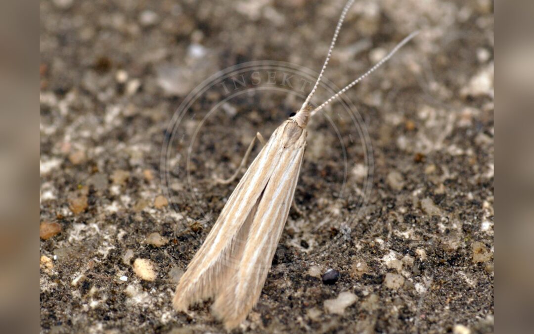 Coleophora striatipennella – Coleophora striatipennella