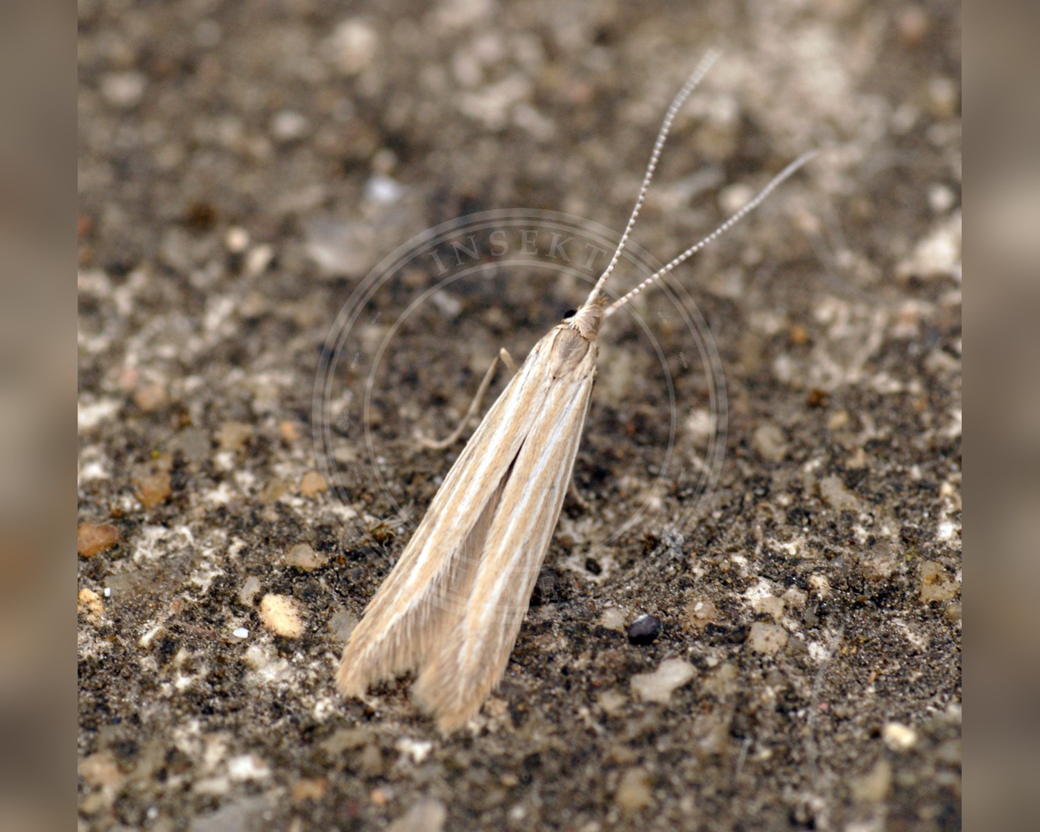 Her ses et billede af arten Coleophora striatipennella. Fotoet er taget af Ben Sale og hentet fra Wikimedia Commons (CC BY 2.0).