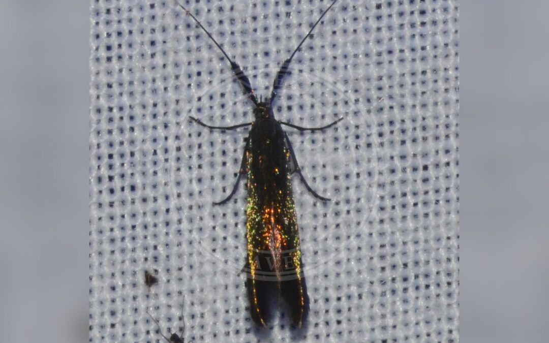 Her ses et billede af arten Coleophora trifolii. Fotoet er taget af Andy Reago & Chrissy McClarren og hentet fra Wikimedia Commons (CC BY 2.0).
