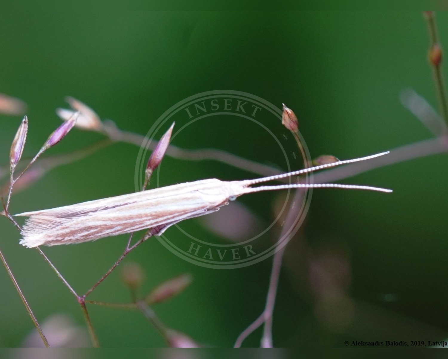 Her ses et billede af arten Coleophora trochilella. Fotoet er taget af AfroBrazilian og hentet fra Wikimedia Commons (CC BY-SA 4.0).