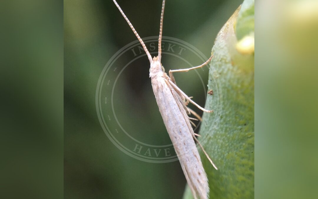 Her ses et billede af arten Coleophora versurella. Fotoet er taget af AucklandNaturalist og hentet fra Wikimedia Commons (CC BY-SA 4.0).