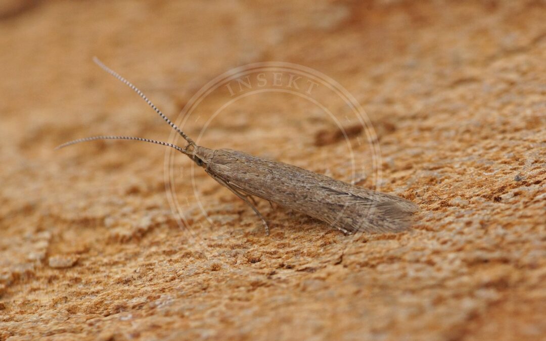 Her ses et billede af arten Coleophora vestianella. Fotoet er taget af Ben Sale og hentet fra Wikimedia Commons (CC BY 2.0).