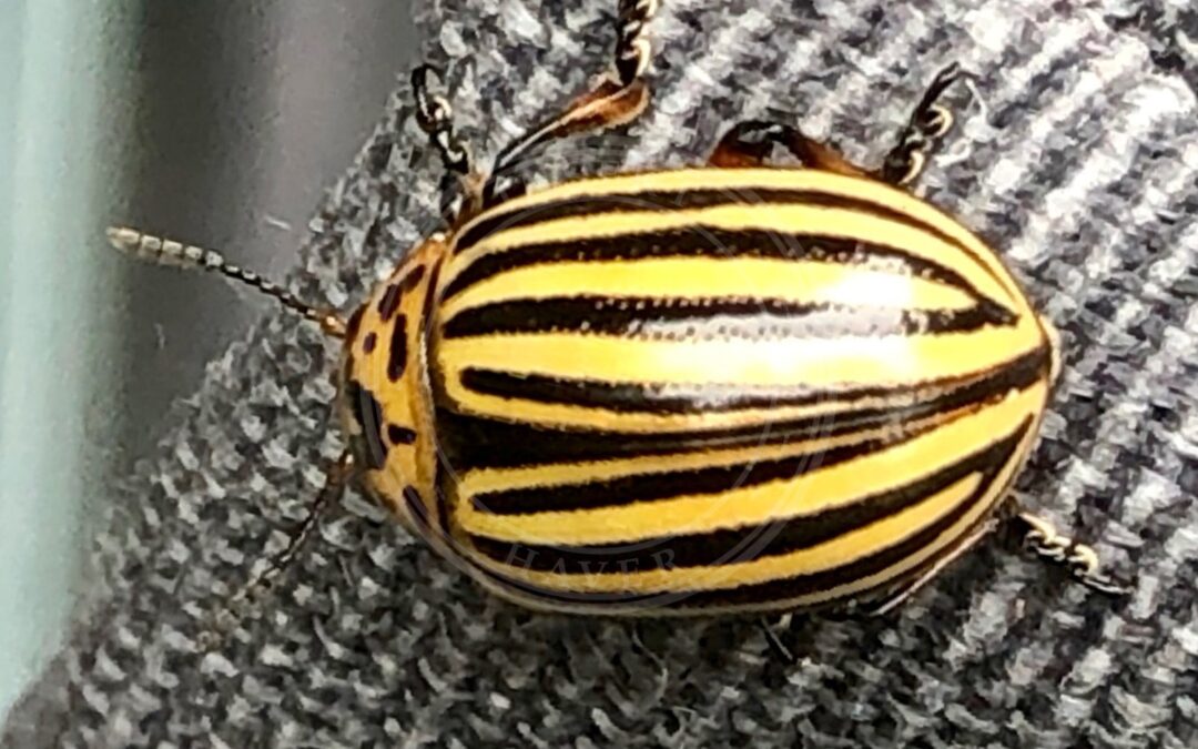 Her ses et billede af arten Coloradobille (Leptinotarsa decemlineata). Fotoet er taget af Gouwenaar og hentet fra Wikimedia Commons (CC BY-SA 4.0).