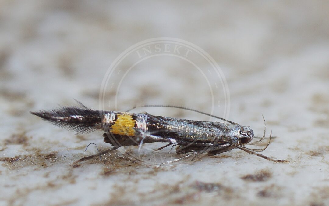 Her ses et billede af arten Cosmopterix orichalcea. Fotoet er taget af Ilia Ustyantsev og hentet fra Wikimedia Commons (CC BY-SA 2.0).